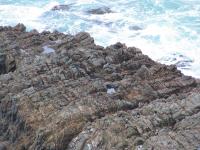 Albums/20060200-New Zealand 2006/20060313-Catlins/76